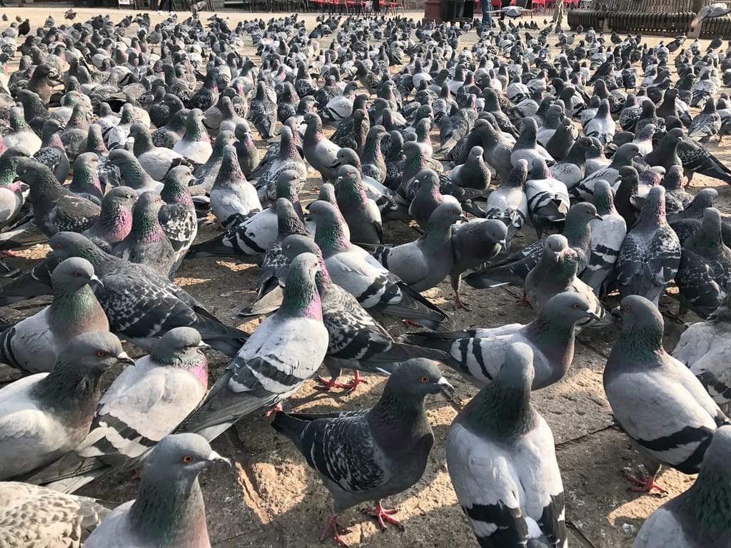 My Pigeon Army