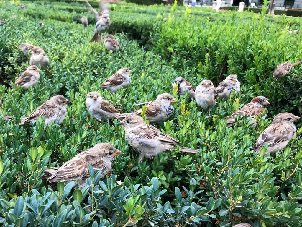 Pigeons in a bush