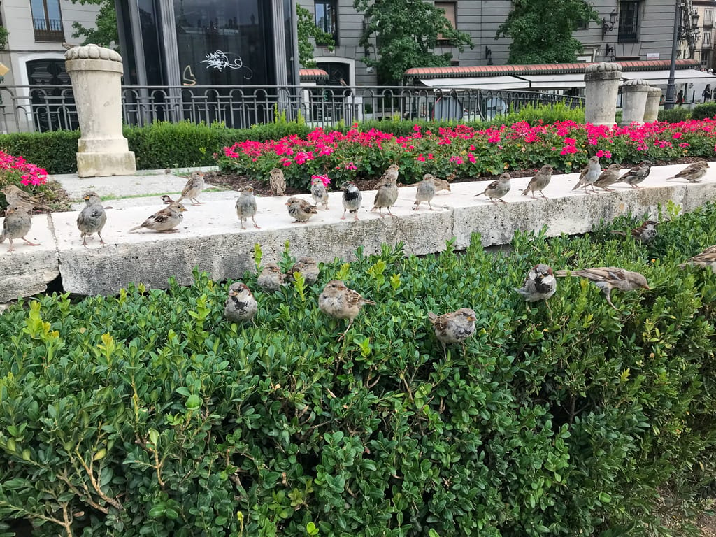 Why are the sparrows in Madrid, Spain so friendly?
