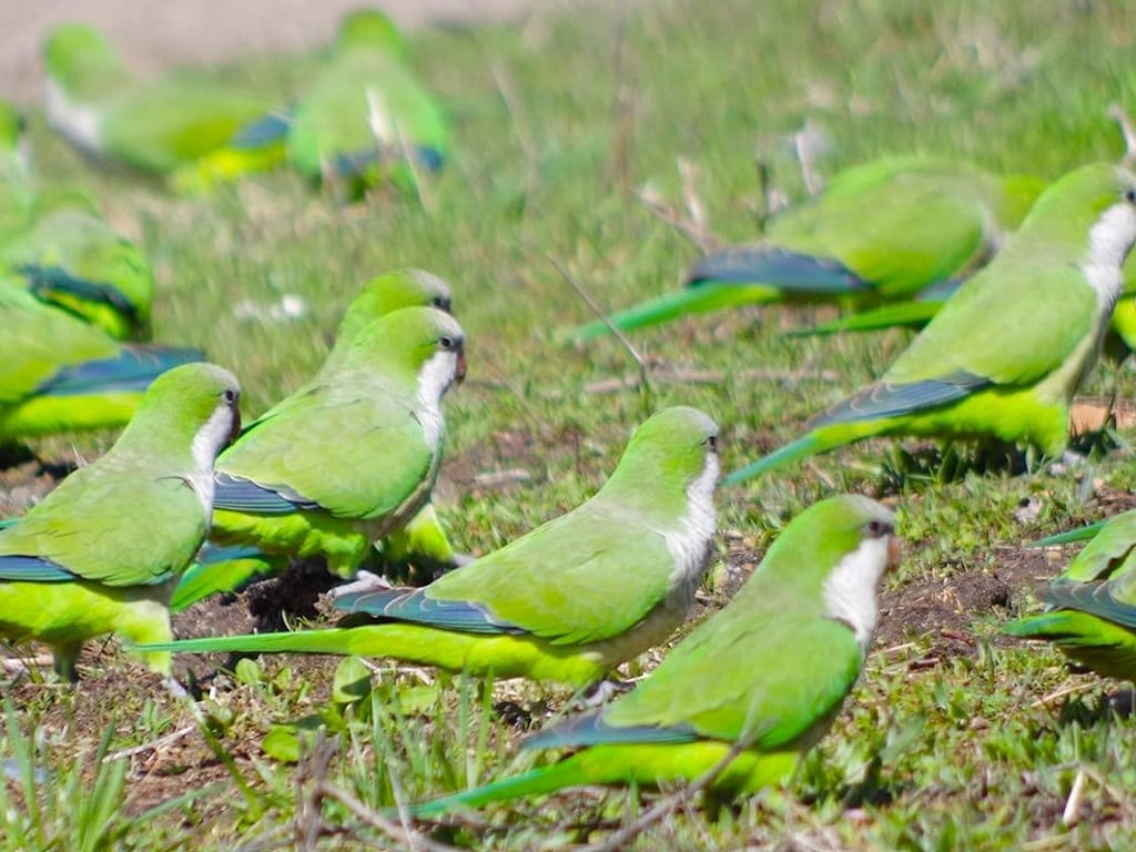 Quaker parrot colony