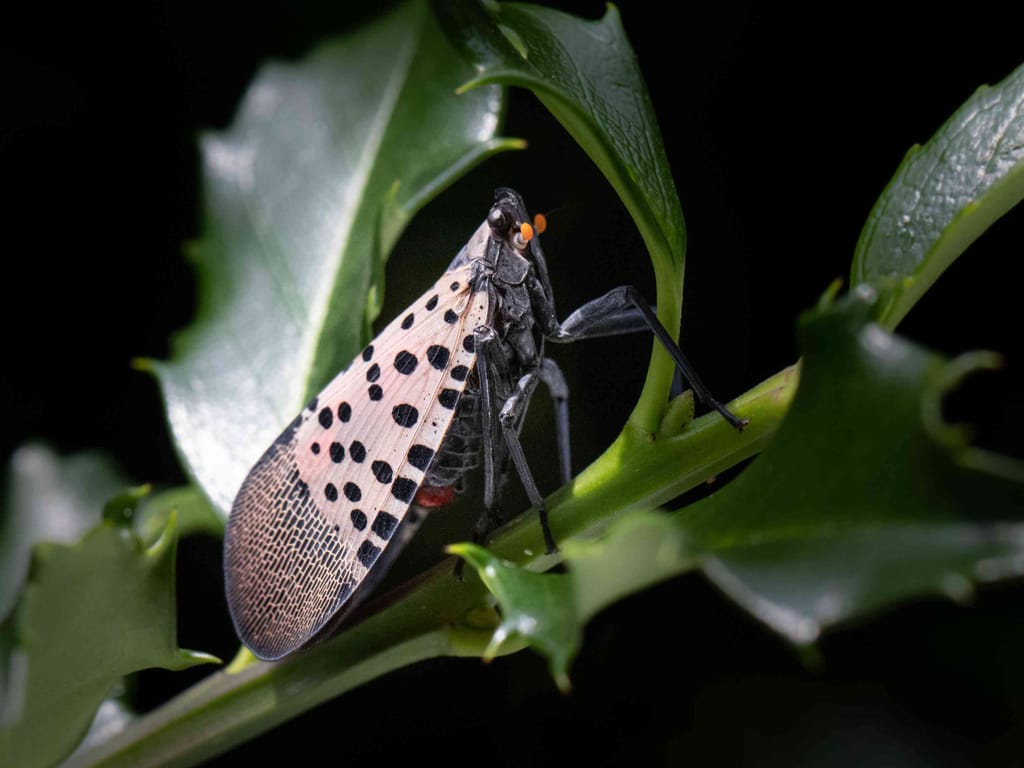 The invasive Spotted Lanternfly travels the world