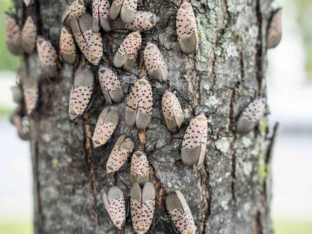 Tree covered with The Spotted Lanternfly