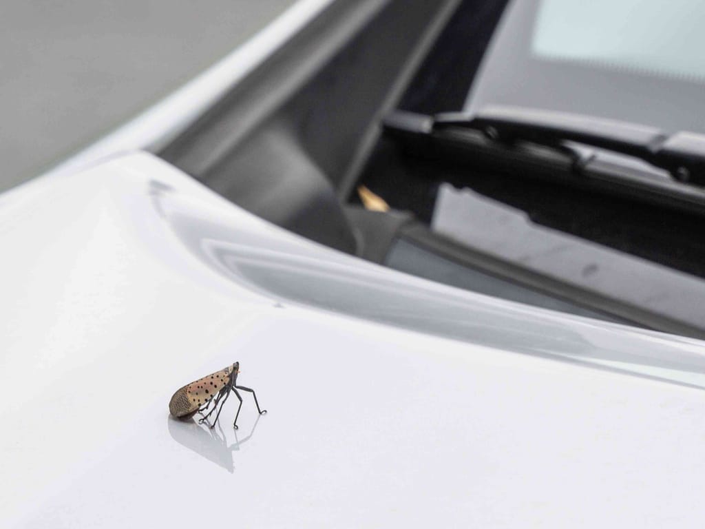 The Spotted Lanternfly standing on a car