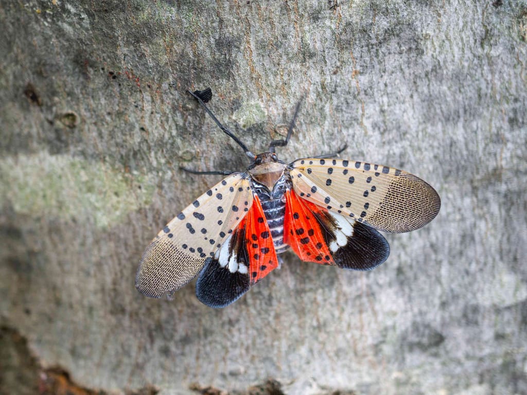 The Spotted Lanternfly shows its red wings