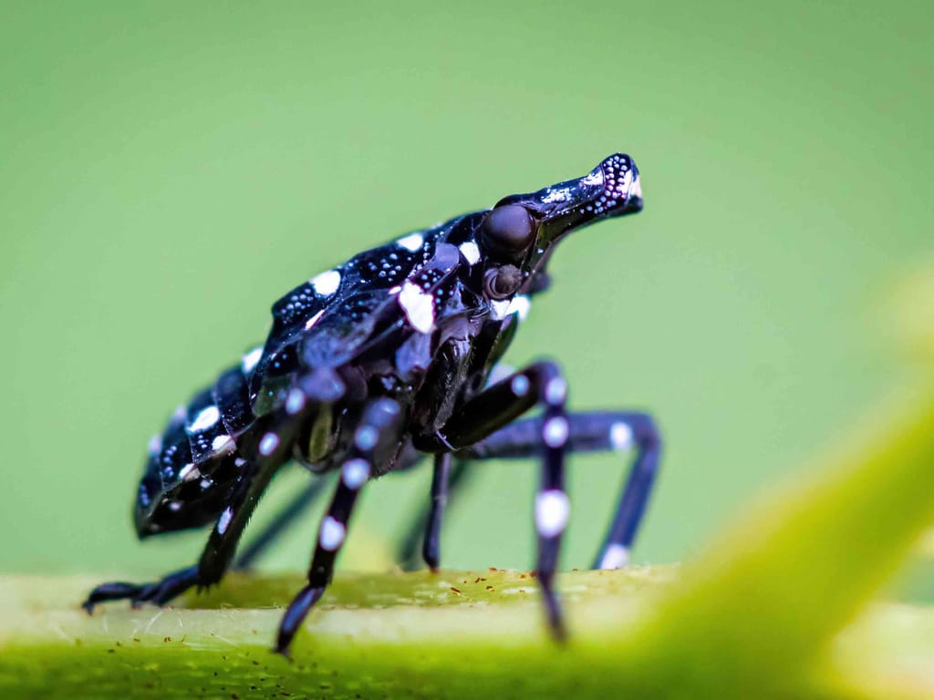 The Spotted Lanternfly nymph
