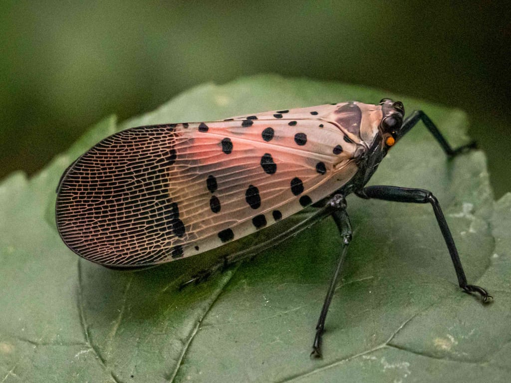 Adult form of The Spotted Lanternfly