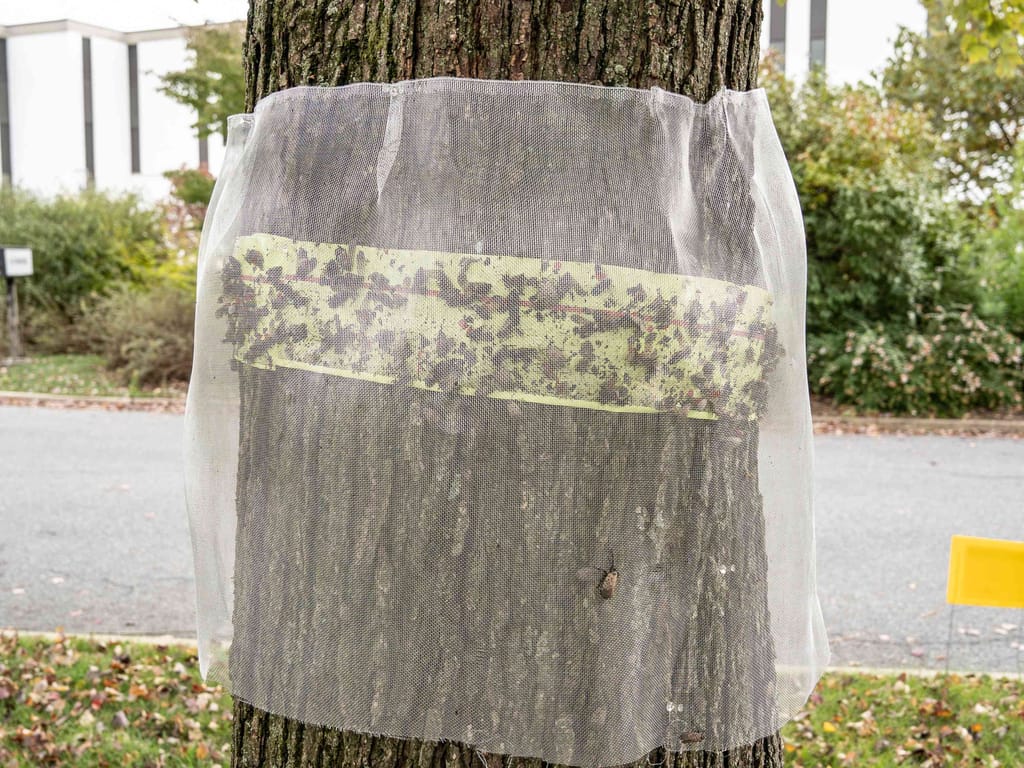 The Spotted Lanternfly trap on a tree