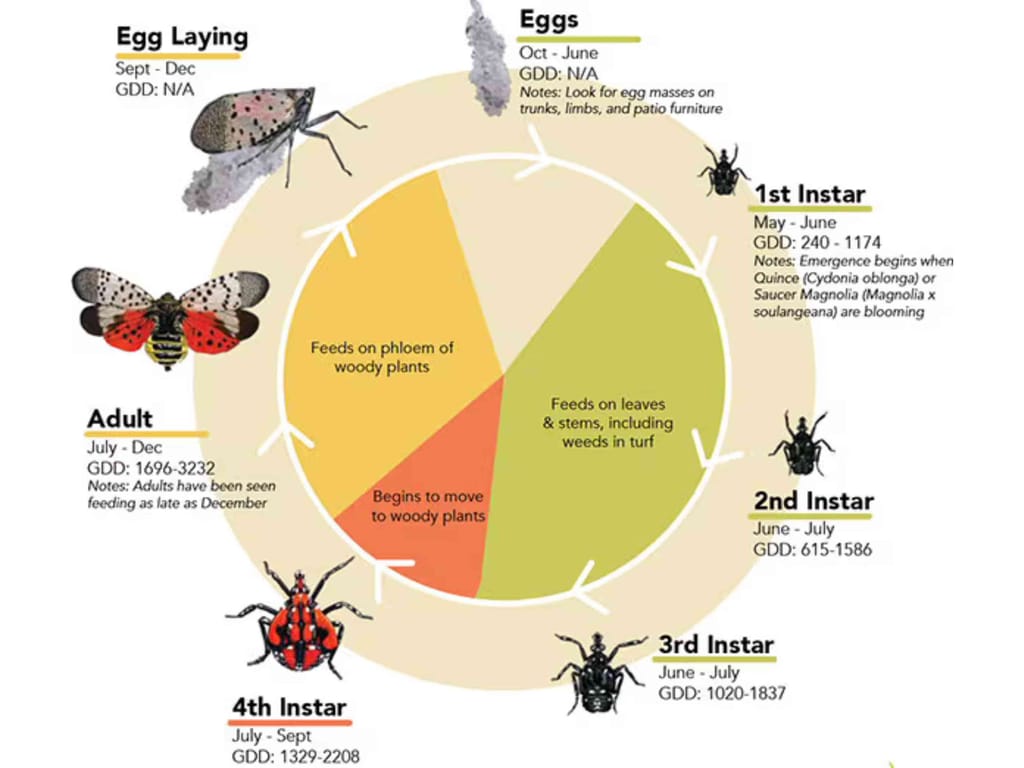 Lifecycle of The Spotted Lanternfly