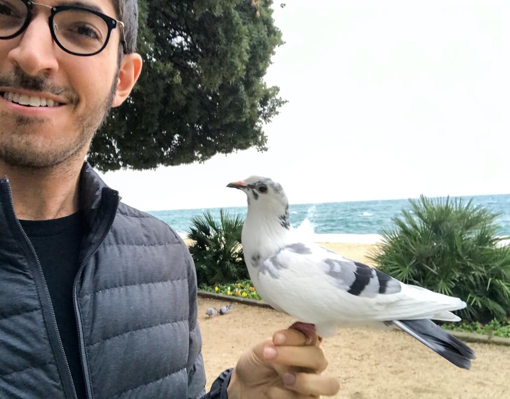 Rocky by the sea with a white pigeon perched on him