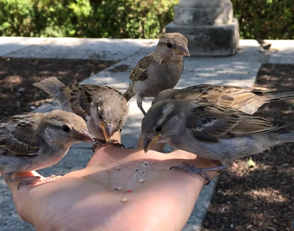Five house sparrows eating from my hand
