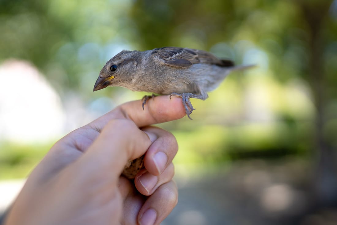 A small wild bird perched on Rocky's finger