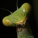best-picture-gallery-macro-photography-praying-mantis-markopoulos-pic