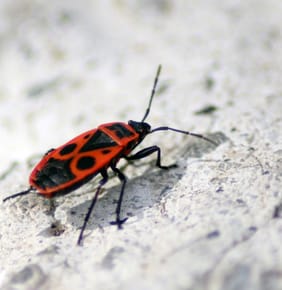 Finding My First European Firebug in Poland