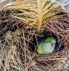 What Are the Green Parrots All Around Spain? A Quaker Parrot Invasion!