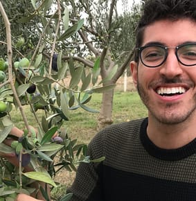 How To Harvest Olives For Extra Virgin Olive Oil