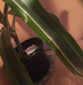 Pokémon Will Protect Your Plants
