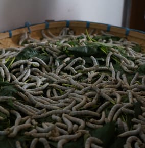 Touching Silkworms and Touring the Suzhou Silk Factory