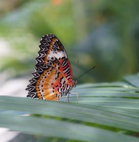 ﻿Saint Martin’s Butterfly Garden Is the Most Peaceful Place on Earth