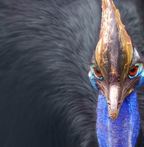 Meet the Cassowary: A Modern-Day Dinosaur