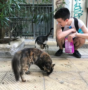 Little Whiskas to Feed the Cats of (C)Athens