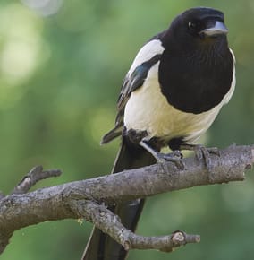 In Poland, I Met One of the Smartest Birds in the World