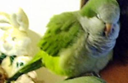 Creating a Bird Sanctuary: A Vision for Community and Conservation
