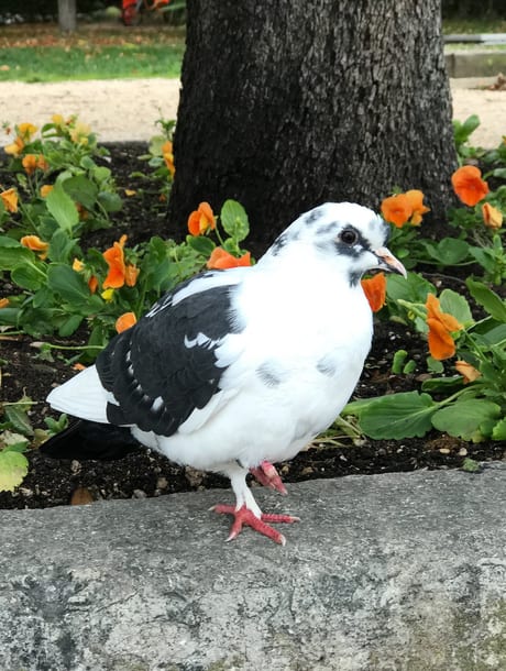 Belle the pigeon in Zadar