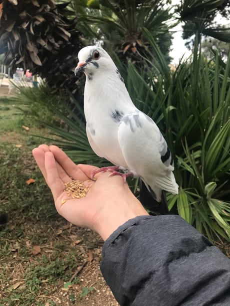 Jesse the pigeon on Rocky’s hand
