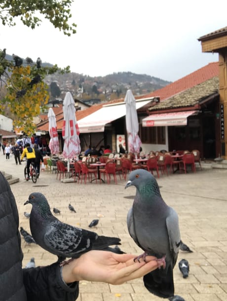 Pigeons in a Sarajevo square