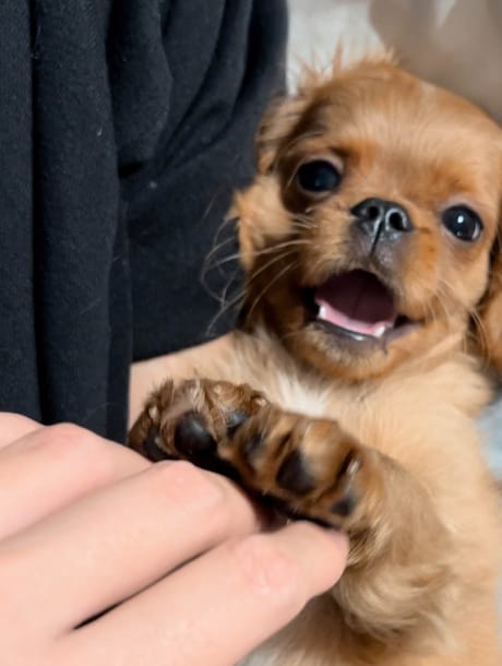 Bentley the cavapoo