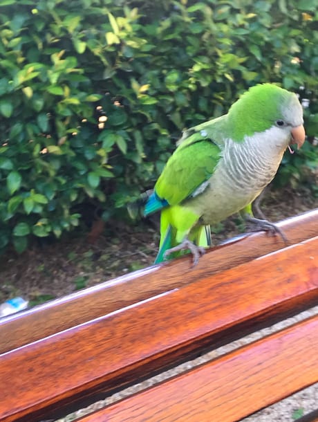 A quaker parrot in Madrid