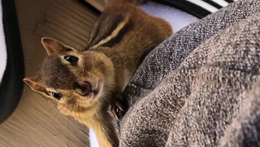 Meet Pancake: The Friendliest Eastern Chipmunk on Earth