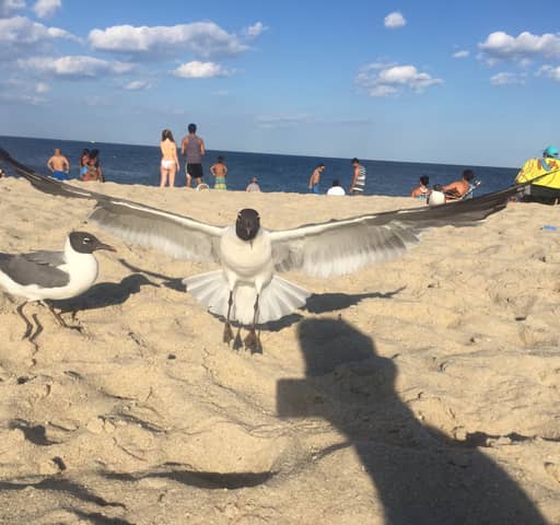 Bird Flying