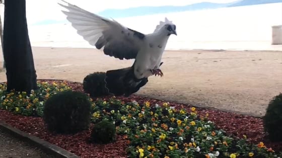 Pigeons gathering around Rocky in Zadar, Croatia