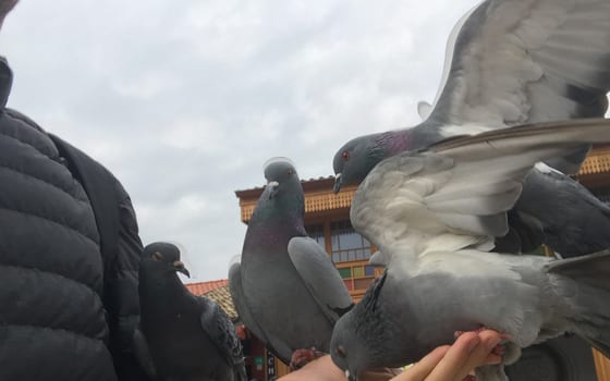 A pigeon landing on outstretched hands in Sarajevo