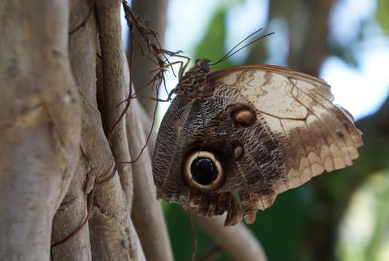 The eyespot, close up, on bark.