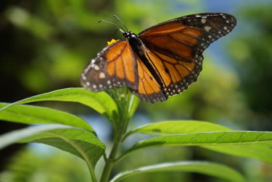 A monarch on a leaf in the greenhouse.