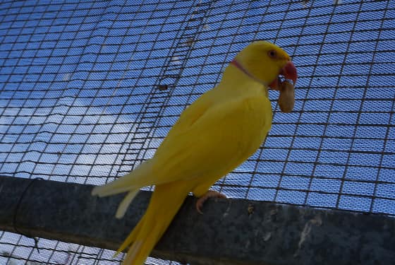 A lutino ringneck on the mesh.
