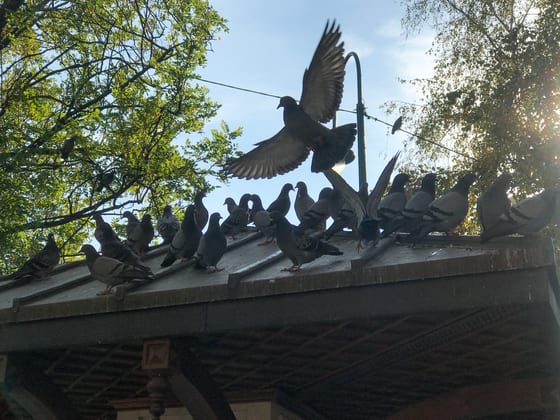 Pigeons on a street in Sarajevo