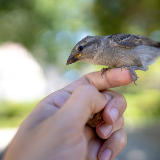A wild sparrow perched on Rocky’s hand
