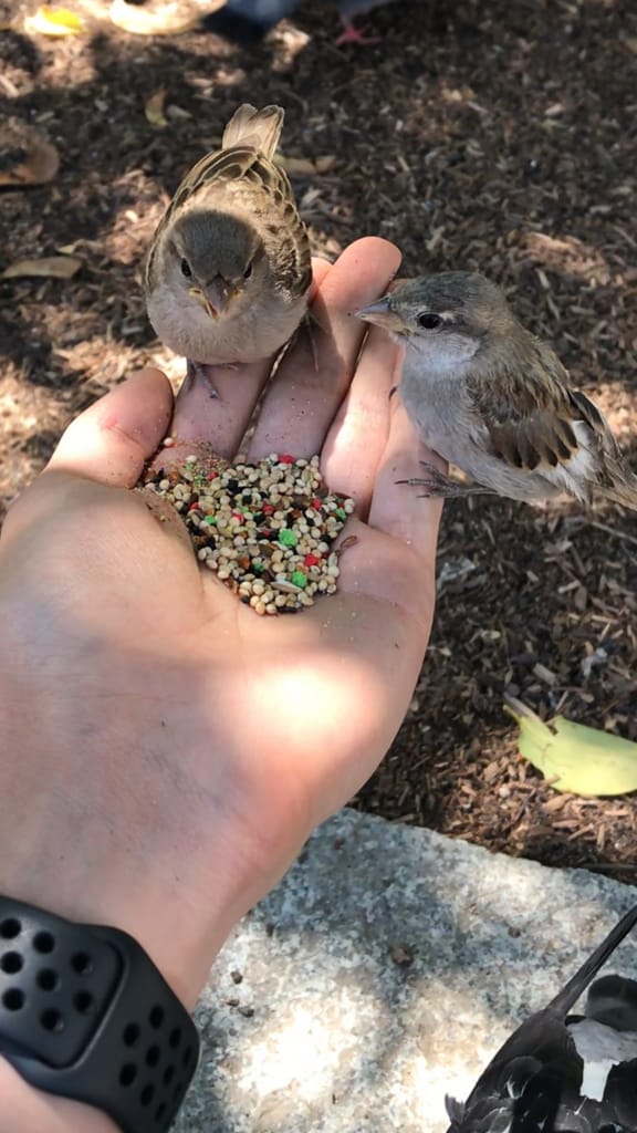 What to feed a sparrow