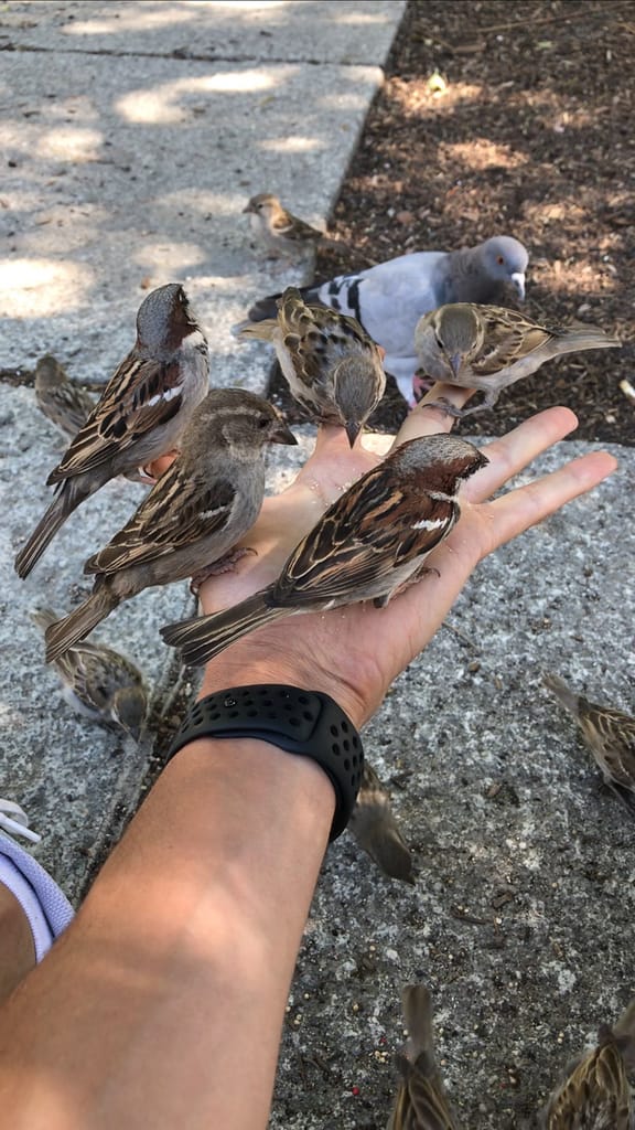 5 sparrows in my hand