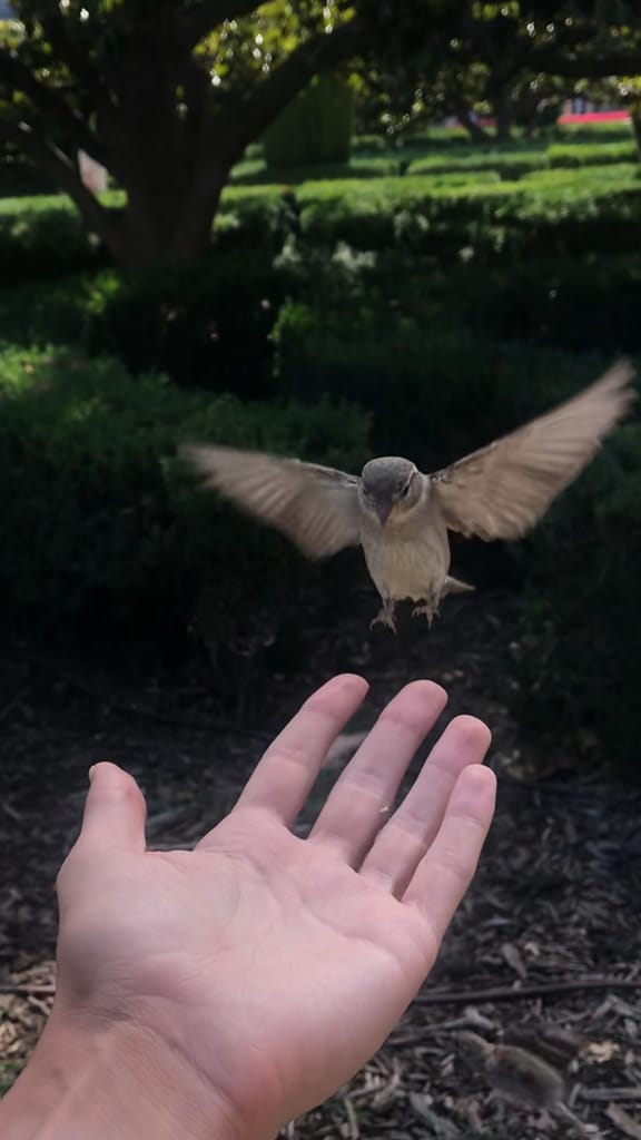 Bird flying into my hand