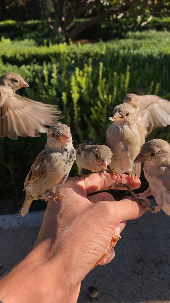 4 sparrows in my hand