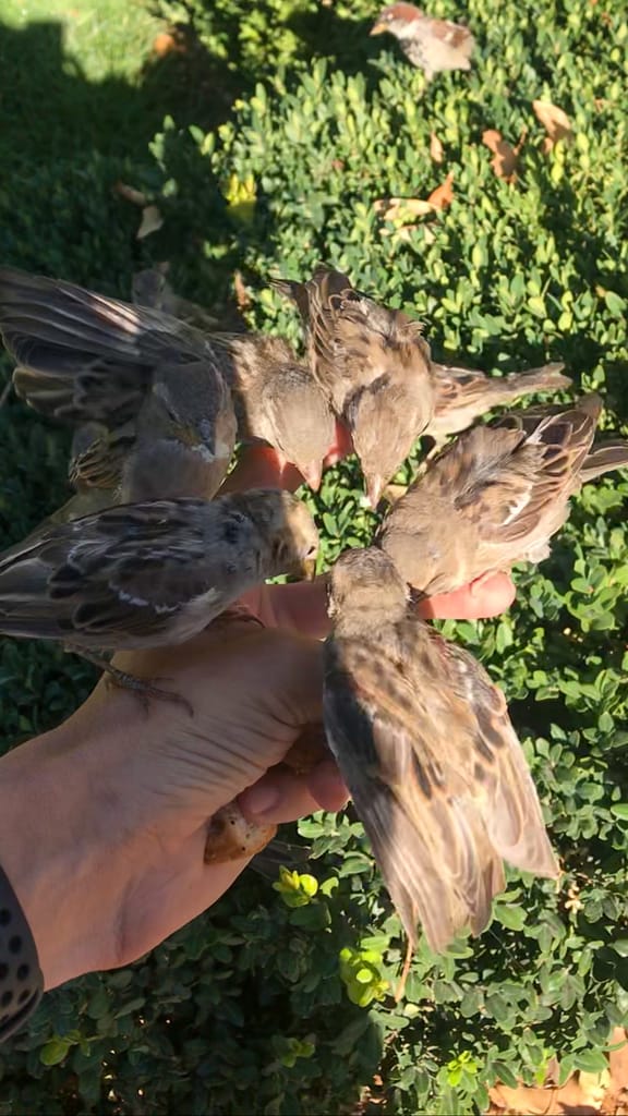 6 sparrows in my hand
