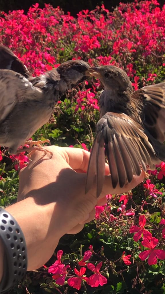 2 sparrows in my hand