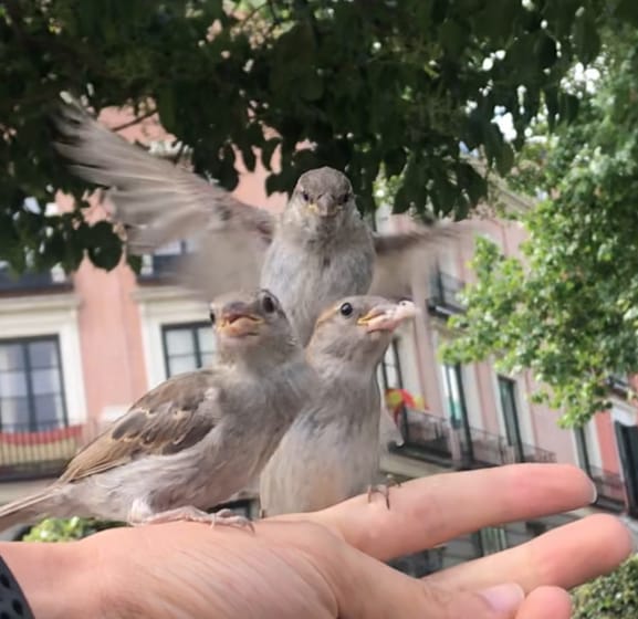 A house sparrow perched on Rocky’s fingers in Madrid