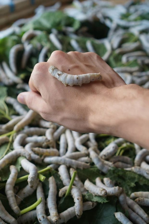 Rocky holding a silkworm