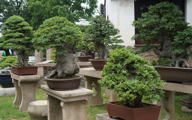 The bonsai tree garden in the Lingering Garden