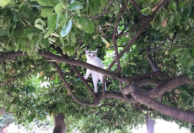 Zadar: Where Birds Meow and Cats Perch in Trees